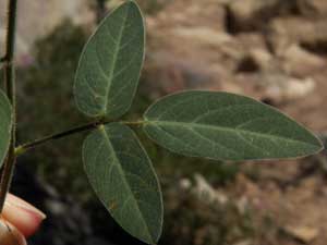 Trifoliate leaf of Desmodium grahamii photo © by Mike Plagens