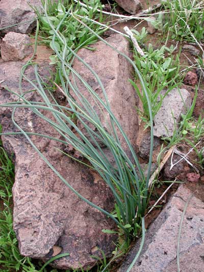 Dichelostemma capitatum Photo by Michael Plagens