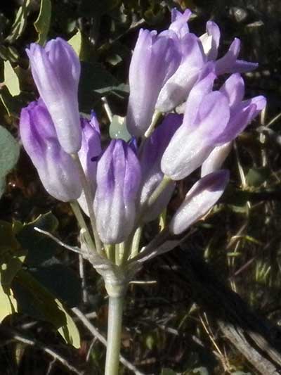 Dichelostemma capitatum photo by Michael Plagens