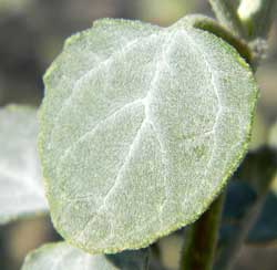 leaf of Dicoria canescens