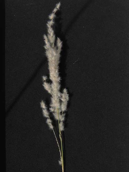 Arizona Cotton-top, Digitaria californica, photo © by Michael Plagens