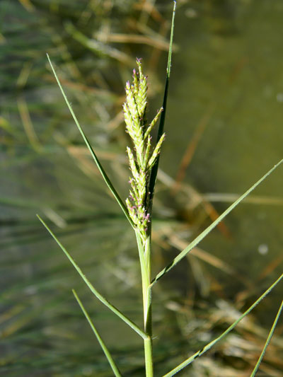 Distichlis spicata, salt grass, photo © by Michael Plagens