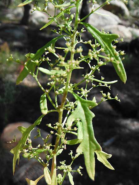 Fetid Goosefoot, Dysphania graveolens, photo © by Mike Plagens