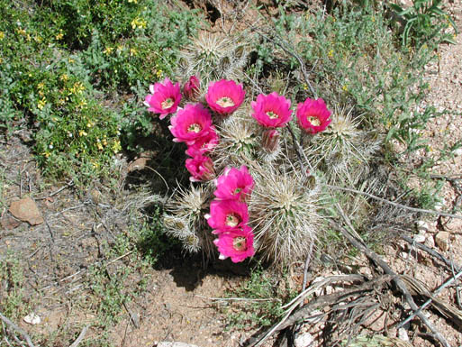 Engelmann Hedgehog, Echinocereus engelmannii, photo © by Michael Plagens