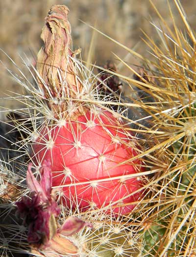 Fruit of Echinocereus engelmannii photo © by Michael Plagens