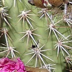 spines of Echinocereus fendleri var. bonkerae