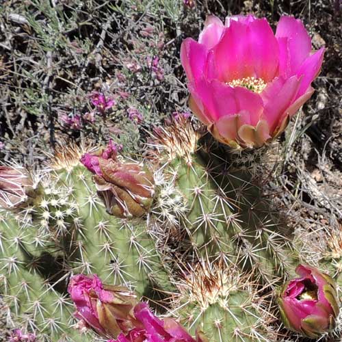 Bright hedgehog cactus blooms