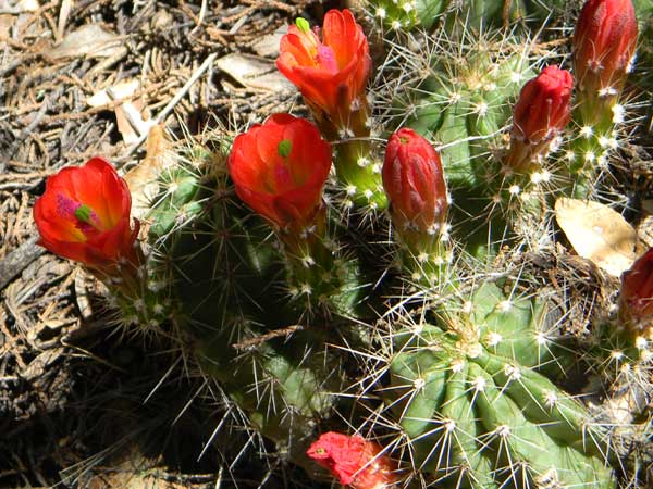 Claret Cup Cactus, Echinocereus triglochidiatus, photo © by Mike Plagens