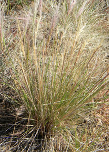 Squirrel Grass, Elymus elymoides, photo © by Michael Plagens