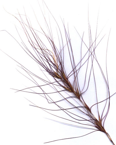 Squirrel Grass, Elymus elymoides, scan image © by Michael Plagens