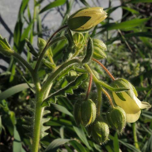 Whispering Bells, Emmenanthe penduliflora photo copyright M. Plagens k