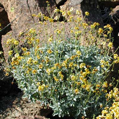 Resin oozing from stems of brittlebush, Encelia farinosa, © by Michael Plagens