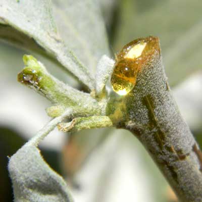 Resin oozing from stems of brittlebush, Encelia farinosa, © by Michael Plagens