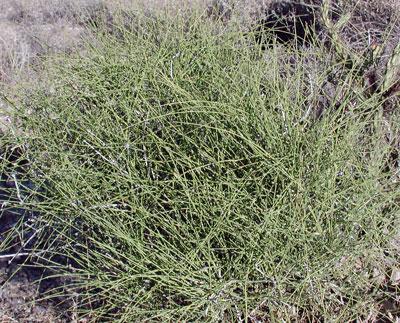 Photo of Ephedra aspera © by Michael Plagens