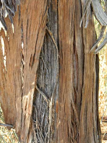 Ephedra trifurca close-up of trunk and bark texture © by Michael J. Plagens