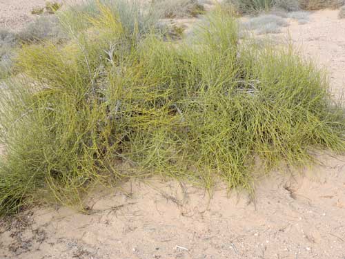 Ephedra trifurca in sand dunes in the Colorado Desert © by Michael J. Plagens