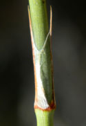 three slender leaves at each node