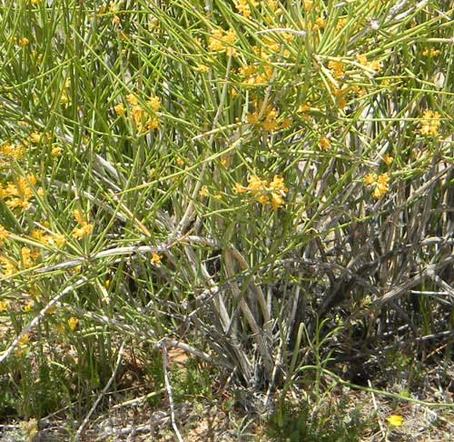 Photo of Ephedra viridis © by Michael Plagens