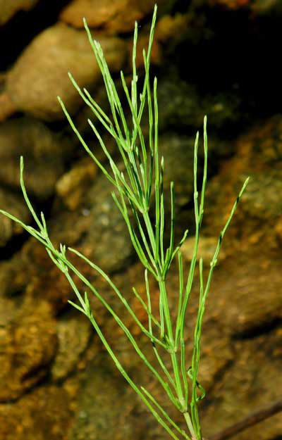 Field Horsetail, Equisetum arvense, photo © by Mike Plagens
