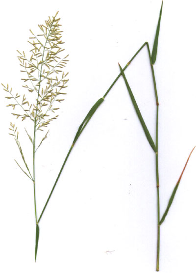 Eragrostis lehmanniana image © by Michael Plagens