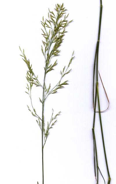 image of Eragrostis pectinacea, Desert Lovegrass, © by Michael Plagens