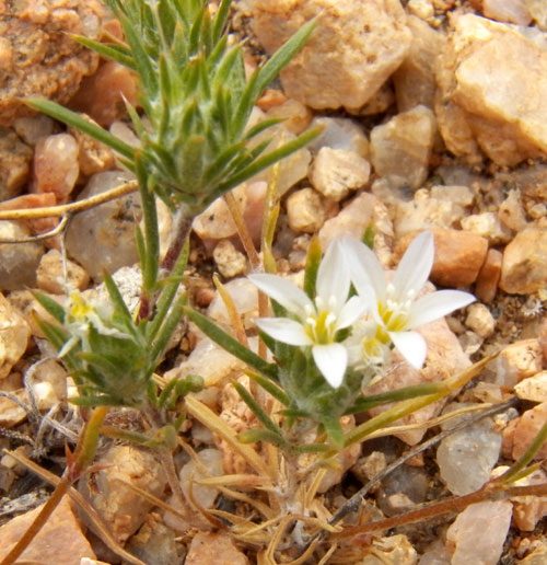 Miniature Woolystar, Eriastrum diffusum, photo © by Michael Plagens