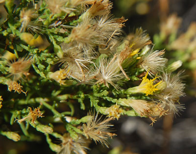 Flowers and seed heads of Turpentine Bush, Ericameria laricifolia photo © by Michael Plagens