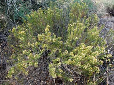 Ericameria laricifolia photo © by Michael Plagens