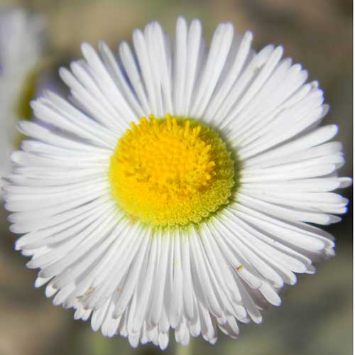 Fleabane, Erigeron sp., © by Michael Plagens