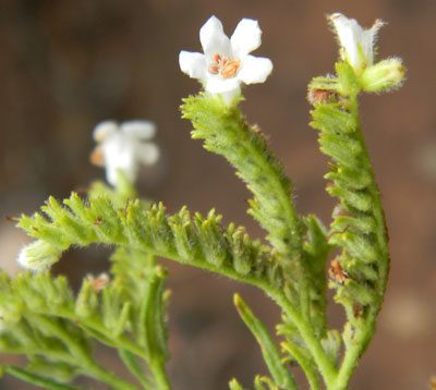 Yerba Santa, Eriodictyon angustifolium, copyright by Michael Plagens