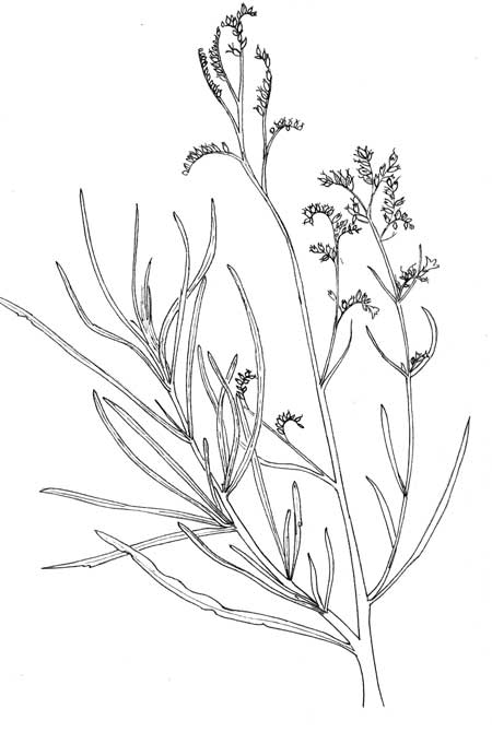 Pen & Ink illustration of Yerba Santa, Eriodictyon angustifolium, copyright by Michael Plagens