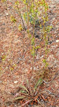 habit of Winged Buckwheat, Eriogonum alatum