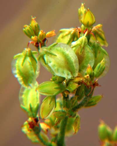 Winged Buckwheat, Eriogonum alatum, photo © by Mike Plagens