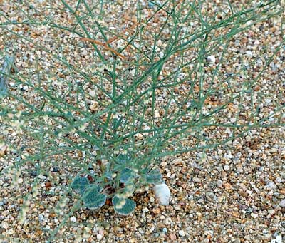 Skeleton Weed has all its leaves at ground level