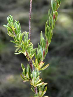 leaves of Flat-topped buckwheat, Eriogonum fasciculatum, observed n. of Lake Roosevelt, Arizona. Photo © Mike Plagens.