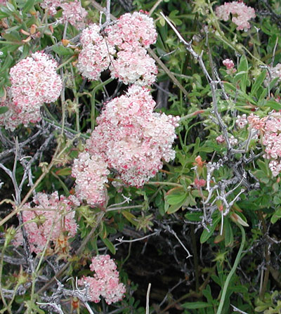 Capitate inflorescence of Flat-topped buckwheat, Eriogonum fasciculatum. Photo © Mike Plagens