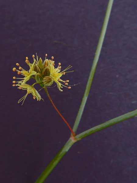 Eriogonum trichopes photo © by Michael Plagens