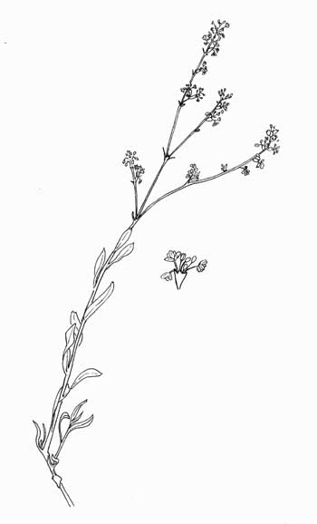 Eriogonum wrightii, Wright's Buckwheat, Pen & Ink Illustration © by Michael Plagens