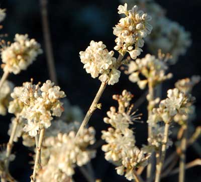 Eriogonum wrightii, Wright's Buckwheat, inflorescence photo © by Michael Plagens