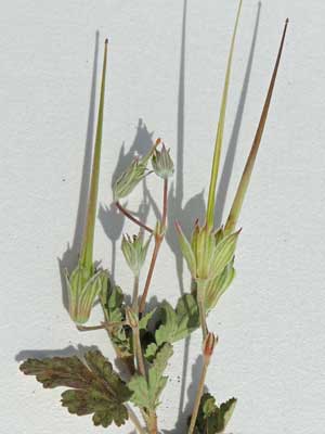 fruit resemble a heron bill, of Texas Filaree, Erodium texanum, © by Michael Plagens