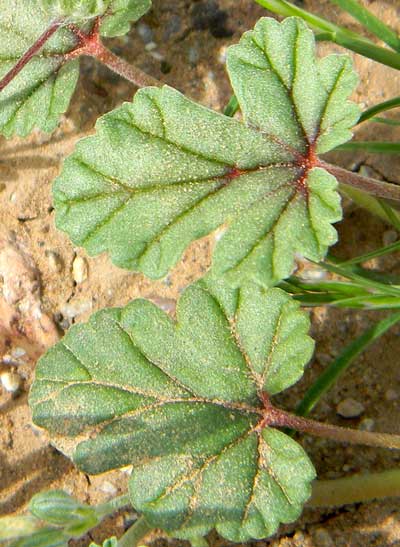 leaves of Texas Filaree, Erodium texanum, © by Michael Plagens