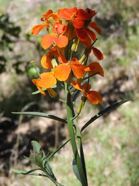 Fernbush, Chamaebatiaria millefolium, photo © by Mike Plagens