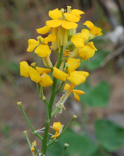 Western Wallflower, Erysium capitatum, photo © by Michael Plagens