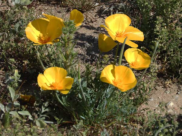 Photo Eschscholzia californica mexicana © by Mike Plagens