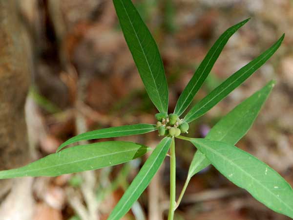 Mexican Fire Plant, Euphorbia heterophylla, © by Michael Plagens