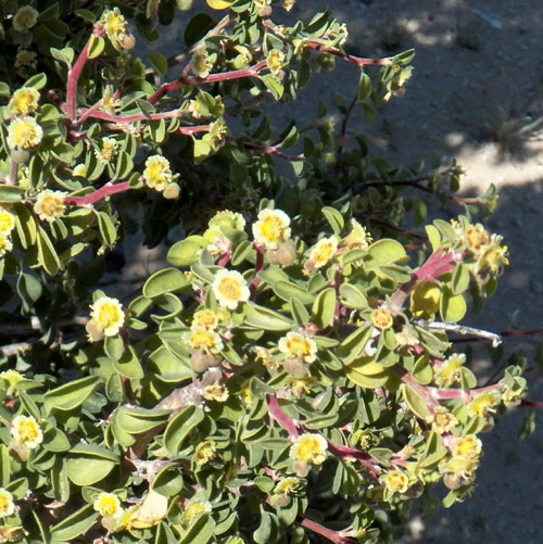 Euphorbia misera photo © by Michael Plagens