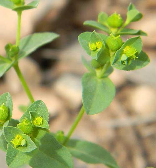 Warty Spurge, Euphorbia swpathulata, © by Michael Plagens