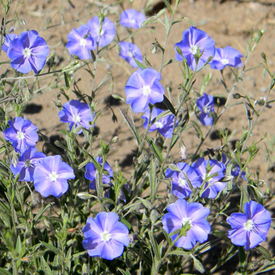 Wild Dwarf Morning-glory, Evolvulus arizonicus, photo © by Michael Plagens