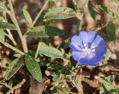 Wild Dwarf Morning-glory, Evolvulus arizonicus, photo © by Michael Plagens