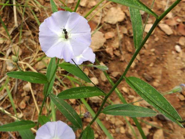 Dwarf Morning-glory, Evolvulus arizonicus, photo © by Michael Plagens